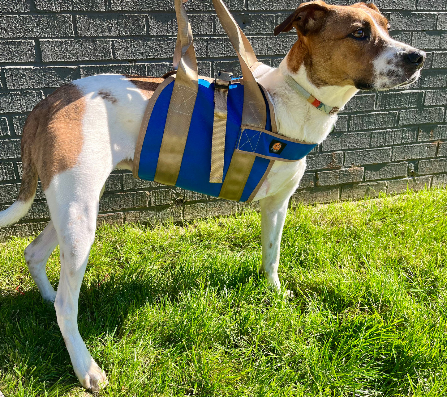 The blue/Medium sling safely supports any pup from 30lbs to 80lbs