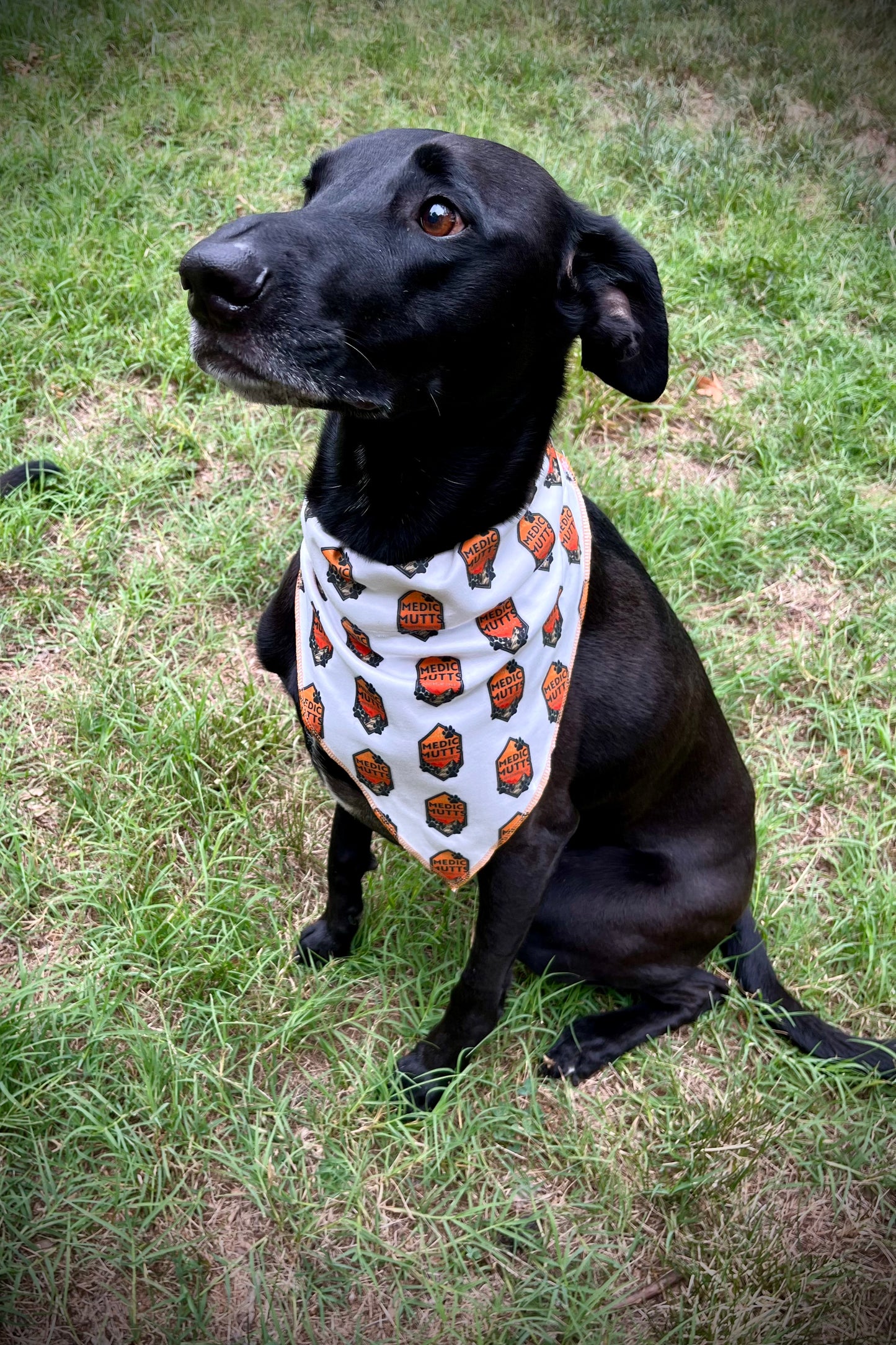 Ut dog clearance bandana